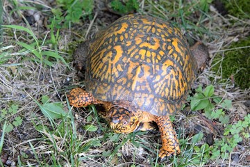 Turtle, reptile,shell, tortoise, wildlife