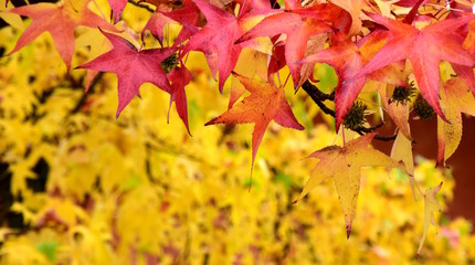 Banner, Amberbaum, Herbstimpressionen