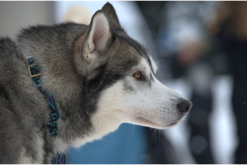Sibirischer Husky