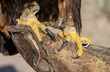 Steinadler (Aquila chrysaetos) 