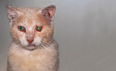 Old, stray street cat on grey background