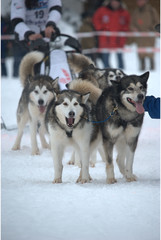 Husky am Start