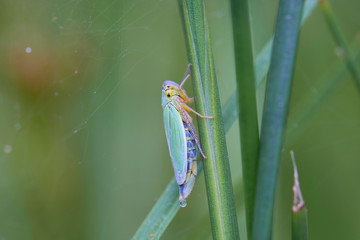 Binsenschmuckzikade bei der Nahrungsaufnahme - sondert Honigtautropfen ab