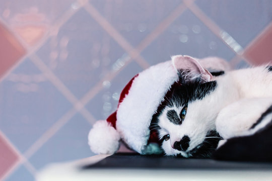 Cat with a Christmas hat. New year and Christmas concept still life photo