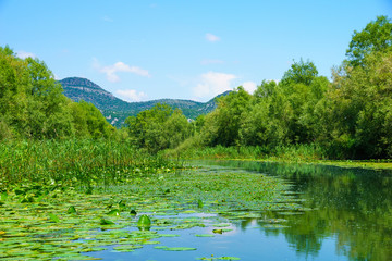 Fototapeta premium Rijeka Crnojevica, Skadar Lake