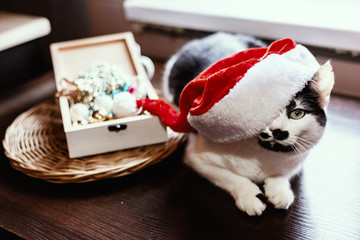 Cat with a Christmas hat. New year and Christmas concept still life photo