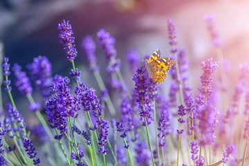 Butterfly on lavender flowers on a sunny warm day