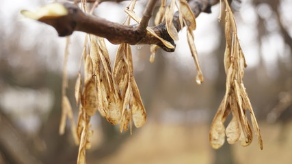 dry leaves on a white background