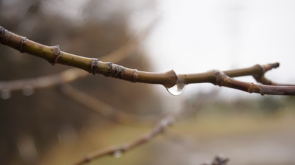 Water drop on the branch macro