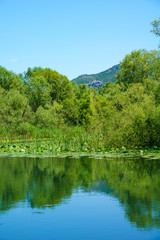 Rijeka Crnojevica, Skadar Lake