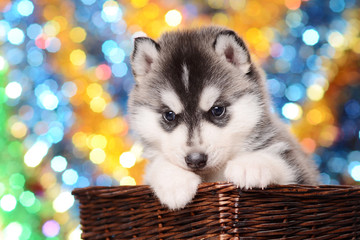 Fototapeta na wymiar Pretty black and white puppy husky in brown basket on festive colored shining background