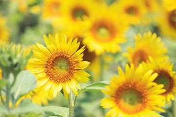 close up yellow Beautiful sun flower field