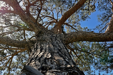 Obraz premium Calabrian Pine - Pinus brutia, Crete 
