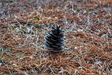 pine cone
