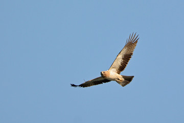 Fototapeta na wymiar Booted eagle (Aquila pennata), Greece