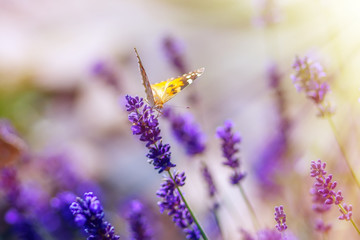 Butterfly on lavender flowers on a sunny warm day