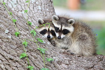 Raccoon Kits in Tree
