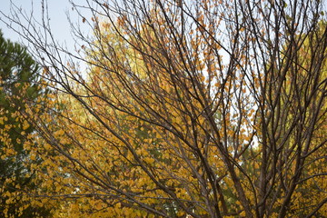 yellow tree in autumn