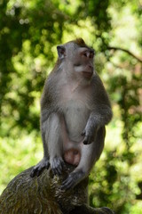 Naklejka na ściany i meble Balinese long tailed monkey. Monkey forest. Ubud. Bali. Indonesia