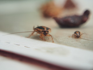 A cockroach stuck to the sticky paper. Domestic insect.
