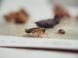 A cockroach stuck to the sticky paper. Domestic insect.