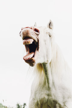 Nickering white horse with opened mouth