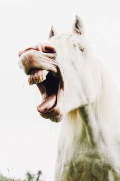 Nickering white horse with opened mouth