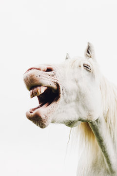 Nickering white horse with opened mouth
