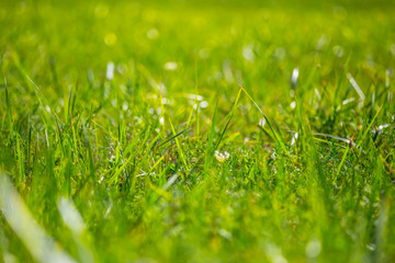 closeup green grass, natural summer background