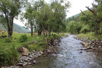 Алтай