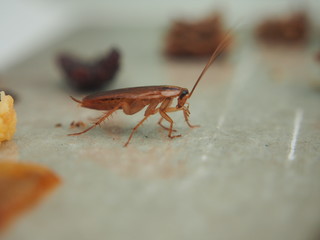 A cockroach stuck to the sticky paper. Domestic insect.