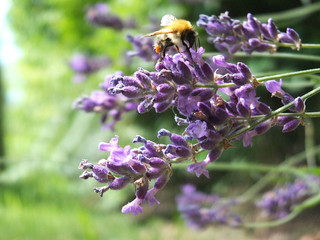 LavendelHummel