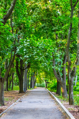 asphalt alley in the green park