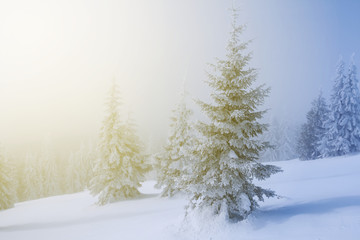 winter snowbound forest glade, fir tree in a blue mist