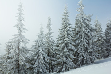 snowbound pine forest in a mist, winter scene