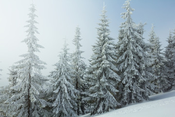 Obraz premium snowbound pine forest in a mist, winter scene