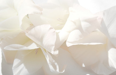 White flowers background. Macro of white petals texture. Soft dreamy image. blurred image.