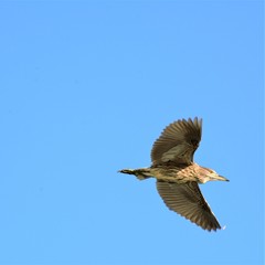 Bird in Flight, wing, sky, nature, wildlife