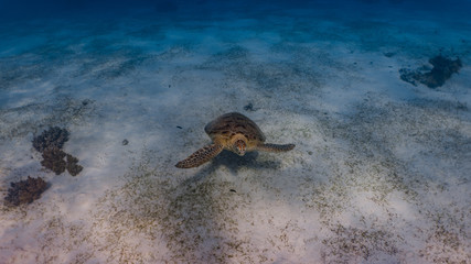 Adult green sea turtle slowly swimming in the sandy reef closeup