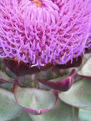 Mariendistel6NahOben