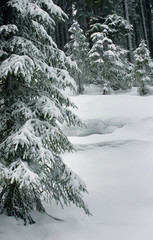 Mountain winter snow forest.Foggy winter landscape with firs