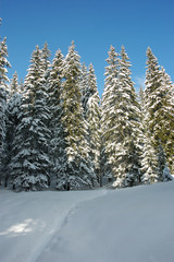 Sunrise in the winter coniferous forest.Winter in the Ukrainian Carpathians.