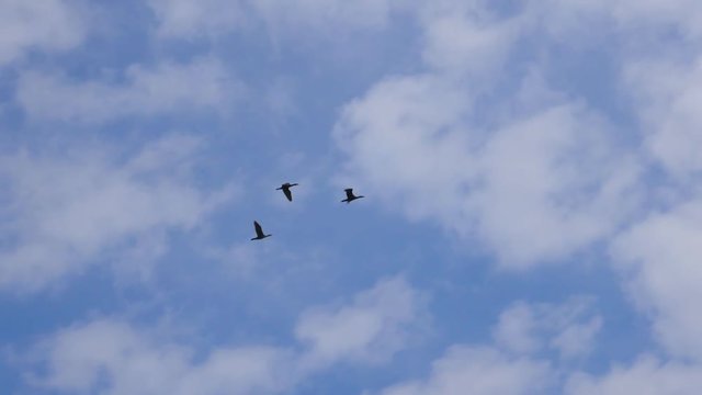 Slow motion shot of three double-crested cormorants flying overhead. Toronto, Canda.