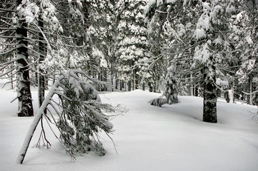 Winter view in a Carpathian mountain forest covered with fresh snow.Ukraine