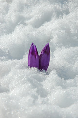 Crocus in snow, purple spring flower.