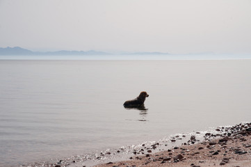 Dog cooling down in the sea one hot morning.  Sunrise on the Red sea. South Sinai. Dahab.