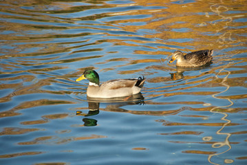Coppia di anatre che nuotano in un laghetto