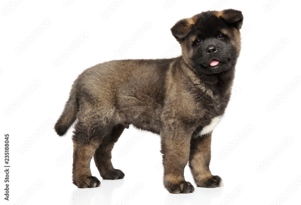 Poster american akita puppy on white background