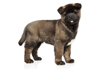 American Akita puppy on white background