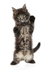 Obraz premium Maine Coon kitten stands behind hind legs